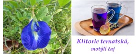 motýlí čaj klitorie ternatská účinky na zdraví použití pěstování využití zajímavosti