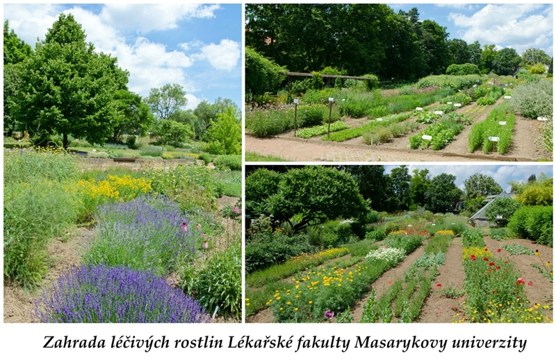 Bylinková zahrada Brno (Centrum léčivých rostlin Lékařské fakulty Masarykovy univerzity) - fotografie, adresa, otevírací doba, informace