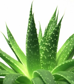 Aloe vera - účinky, co léčí, použití, užívání, využití pro zdraví