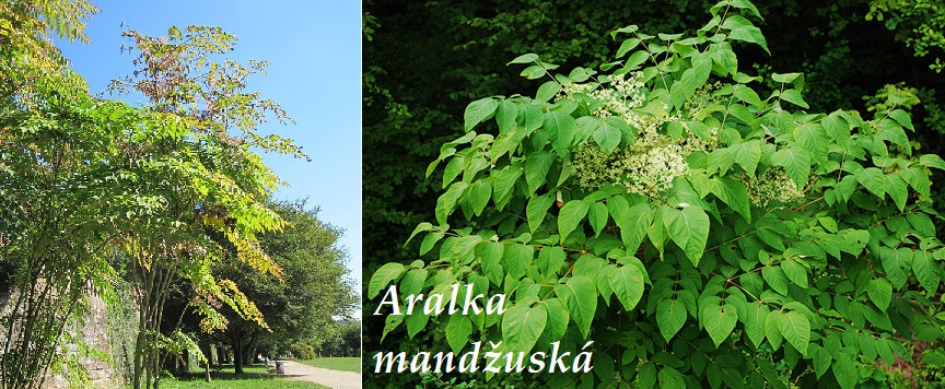 Arálie, aralka - účinky na zdraví, co léčí, použití, užívání, využití, co sbíráme, pěstování