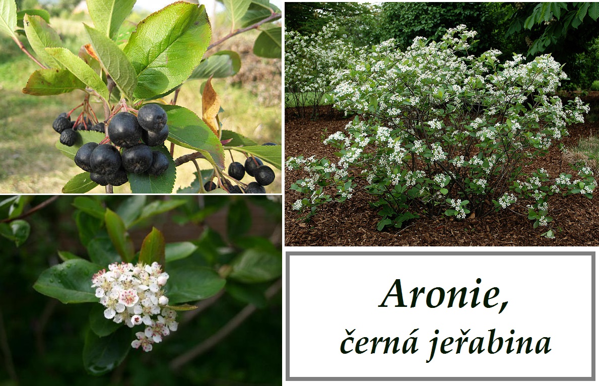 Aronie, temnoplodec, černá jeřabina - účinky na zdraví, co léčí, použití, užívání, využití, recepty