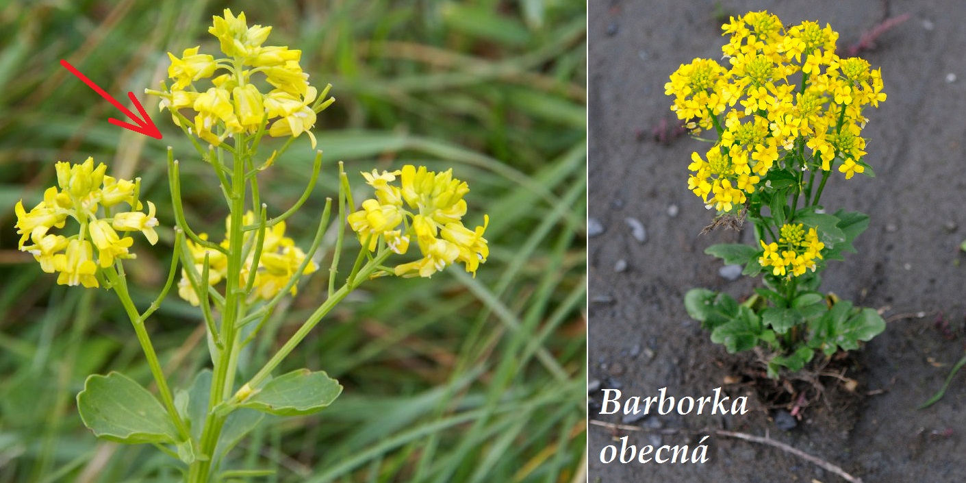 Koláž léčivých rostlin