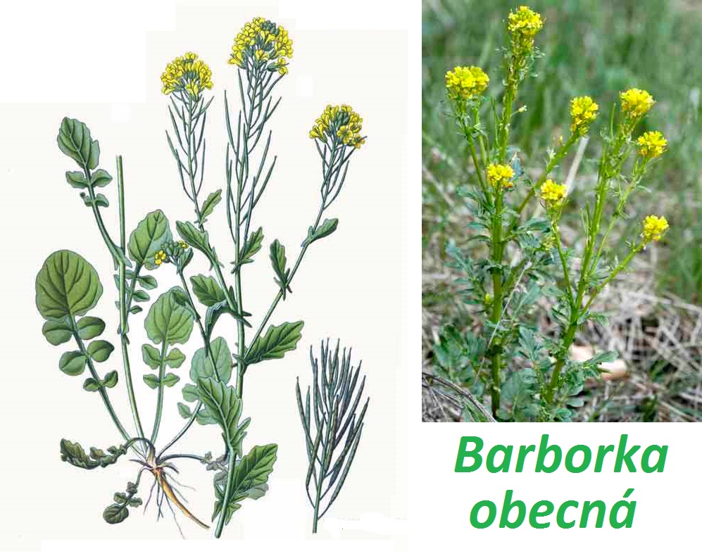 Barborka - účinky na zdraví, použití v kuchyni do salátu s bylinkami, pěstování