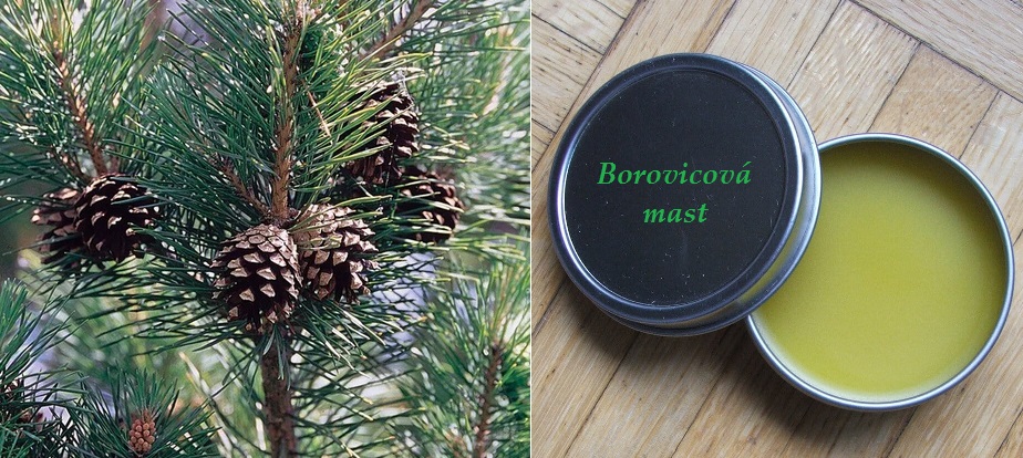 Borovicová mast na krtice (boule na krku) a kožní záněty - recept, postup, návod, příprava, suroviny, ingredience