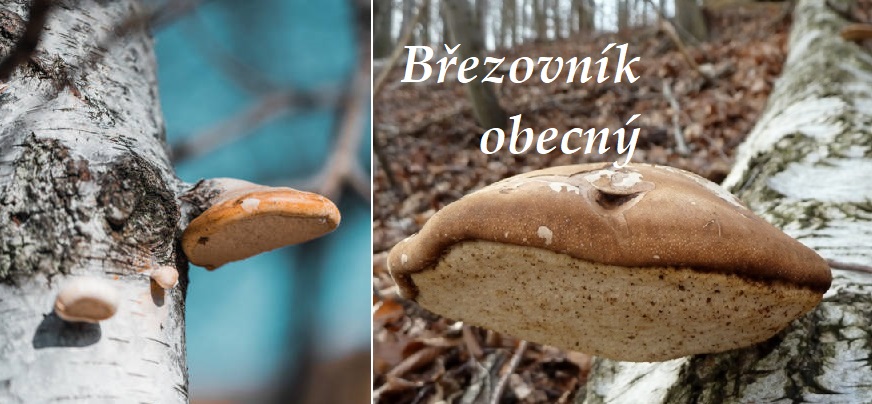 Březovník obecný - účinky na zdraví, co léčí, použití, užívání, využití