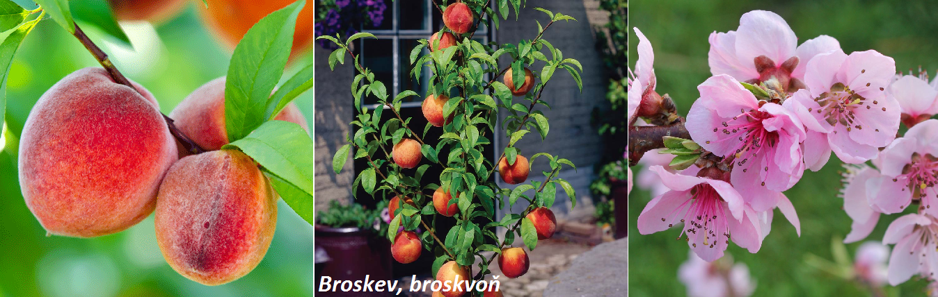 Broskev, broskvoň - účinky na zdraví, co léčí, použití, užívání, využití, pěstování, choroby, recepty