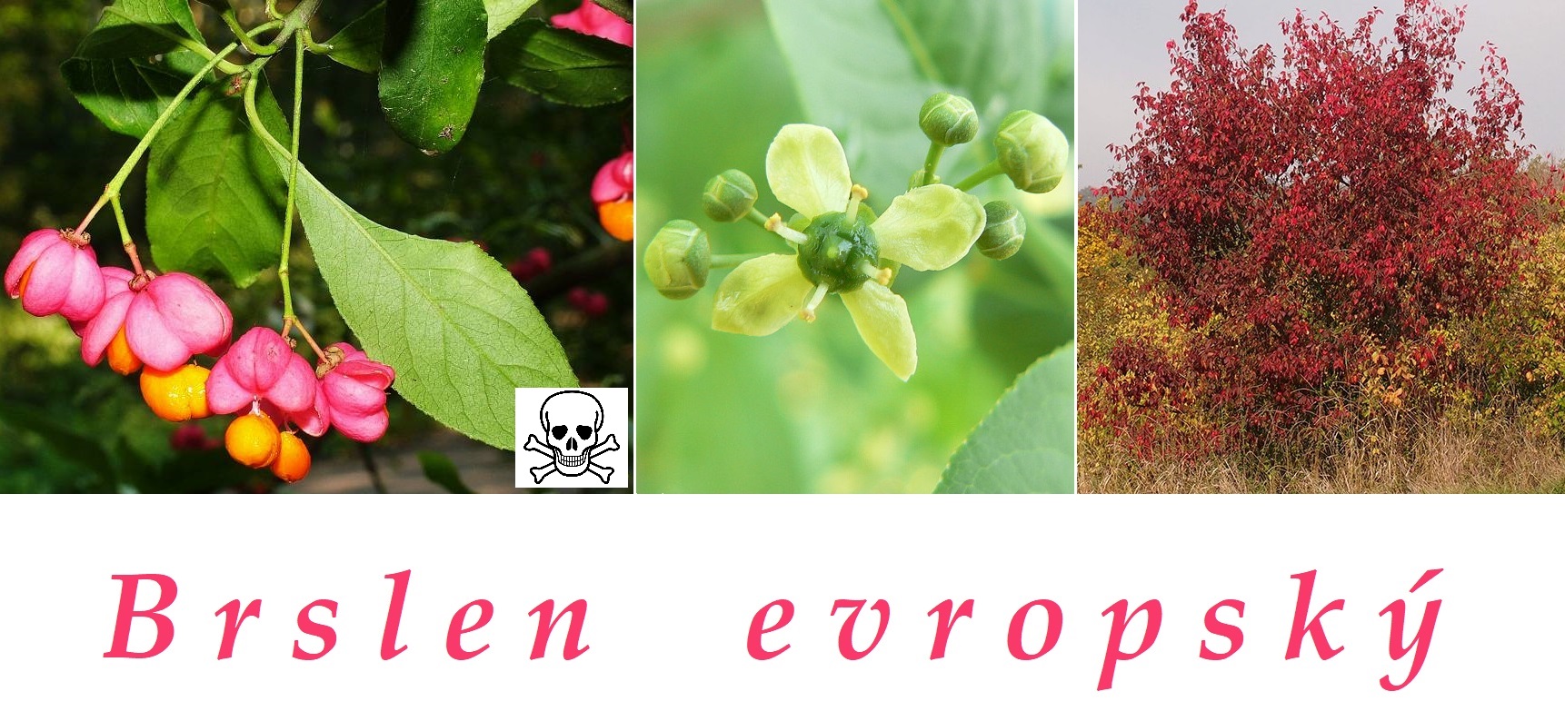 Brslen evropský - účinky na zdraví, co léčí, použití, užívání, využití, dávkování, co sbíráme