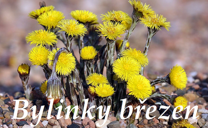 Bylinky březen - bylinky a rostliny sbírané v březnu