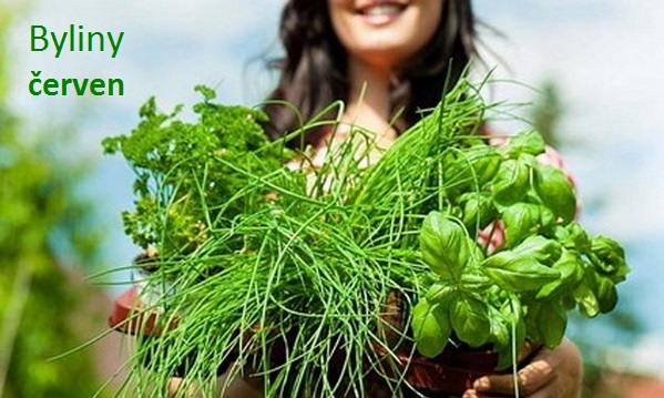 Bylinky červen, 100 bylin, bylinek a rostlin sbíraných v červnu