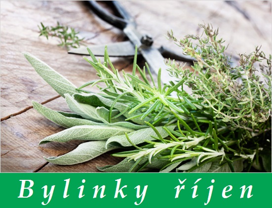 Bylinky říjen - bylinky a rostliny sbírané v říjnu