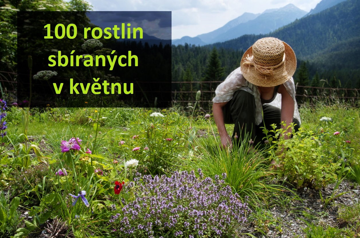 Bylinky květen, 100 bylin a léčivých rostlin sbíraných v květnu