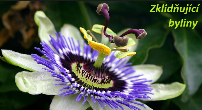 Byliny na zklidnění, zklidňující byliny, bylinná sedativa