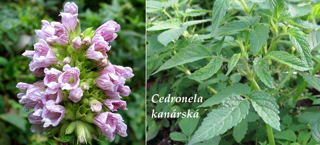 Cedronela kanárská - účinky na zdraví, co léčí, použití, užívání, využití, pěstování