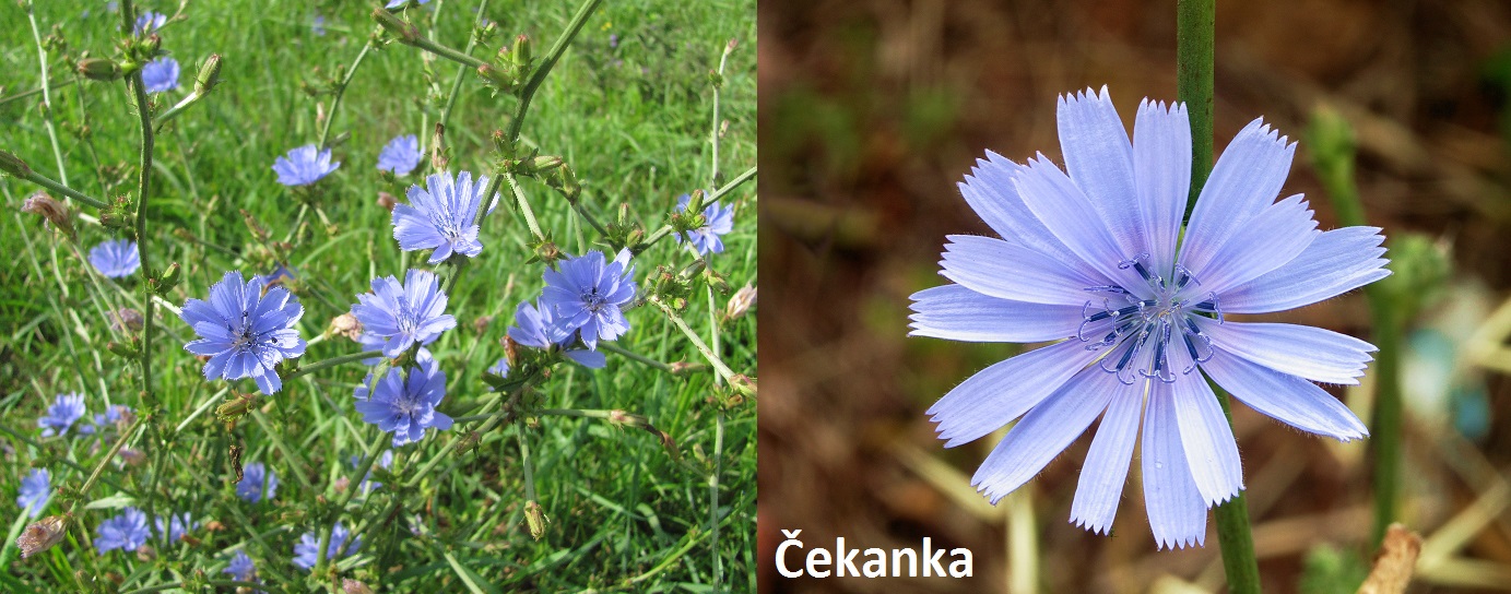 Čekanka - účinky na zdraví, co léčí, použití, užívání, využití
