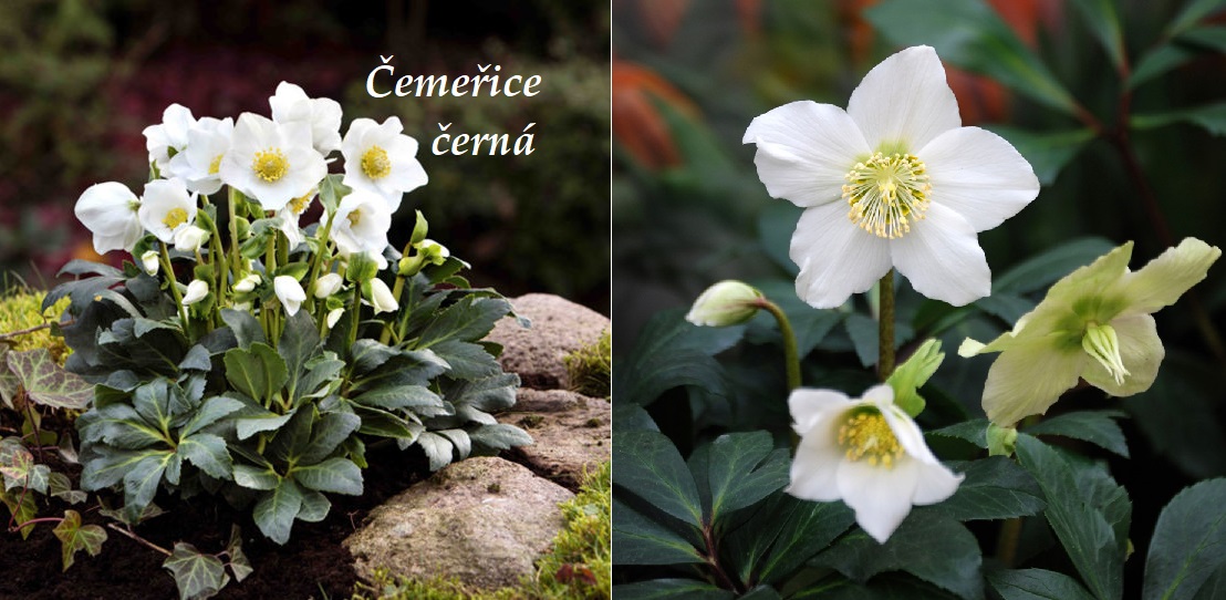 Čemeřice černá - účinky na zdraví, co léčí, použití, užívání, využití, pěstování