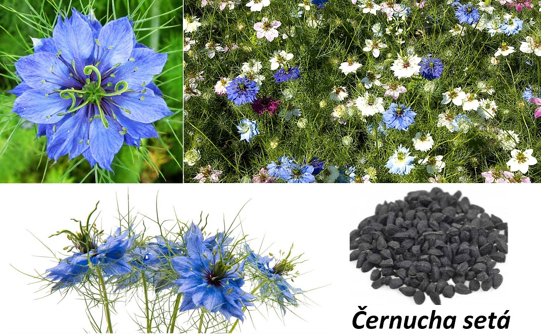 Černucha (černý kmín) - účinky na zdraví, co léčí, použití, užívání, využití, pěstování