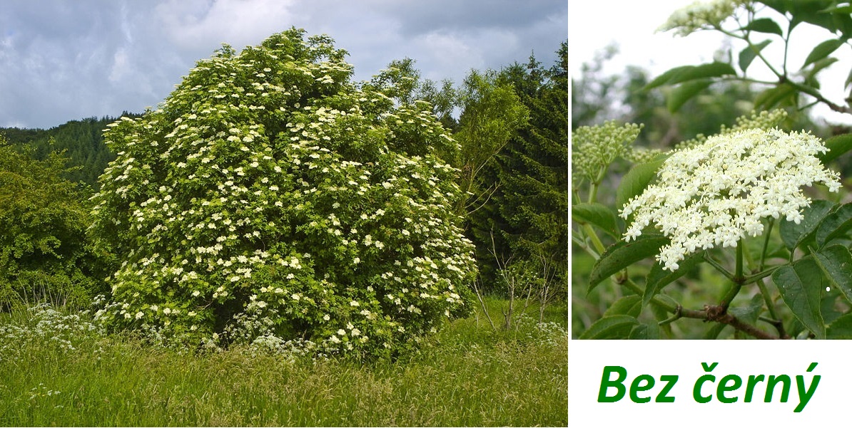 Bez černý, černý bez, bezinky - účinky na zdraví, co léčí, použití, užívání, využití