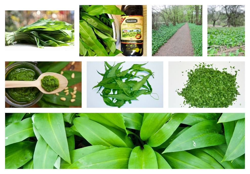 Pesto z česneku medvědího, pasta z medvědího česneku - recept, postup, návod, výroba, příprava, suroviny, ingredience