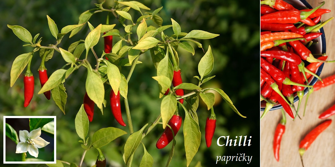 Chilli paprička - účinky na zdraví, co léčí, použití, užívání, využití, pěstování