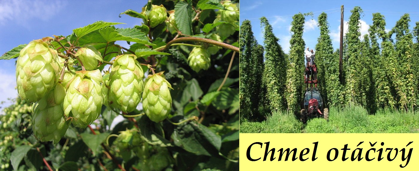 Chmel -  účinky na zdraví, co léčí, použití, užívání, využití
