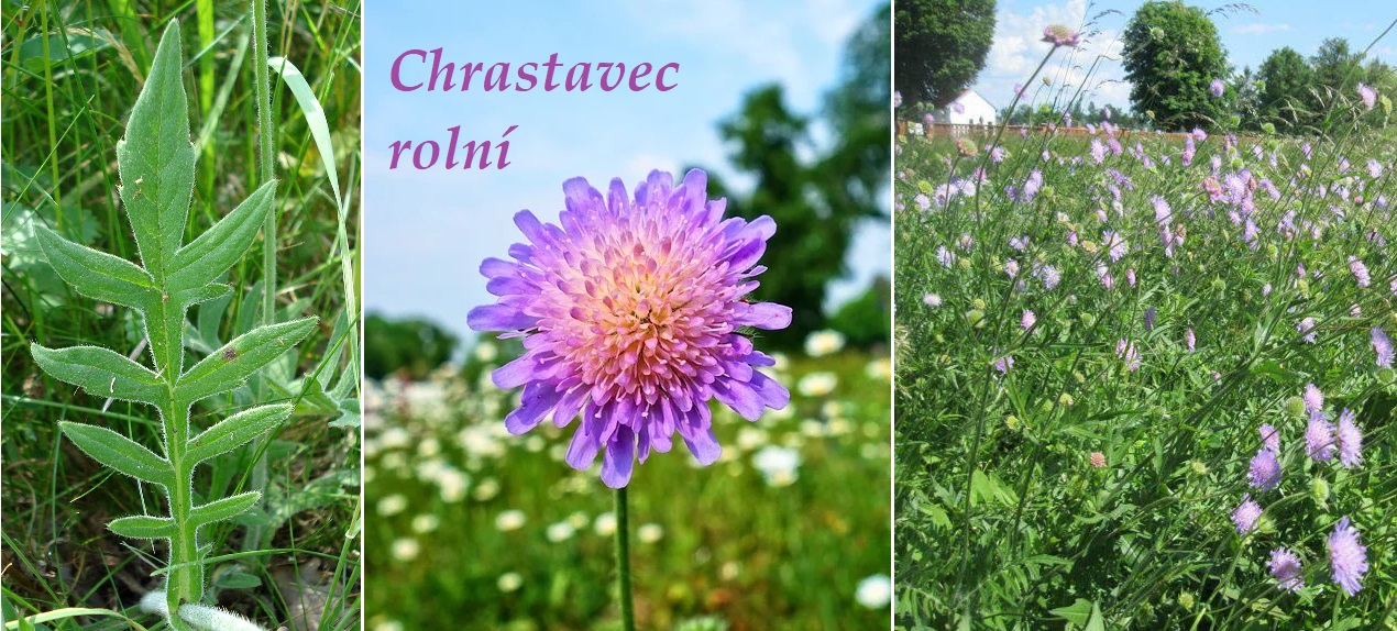 Chrastavec - účinky na zdraví, co léčí, použití, užívání, využití, pěstování