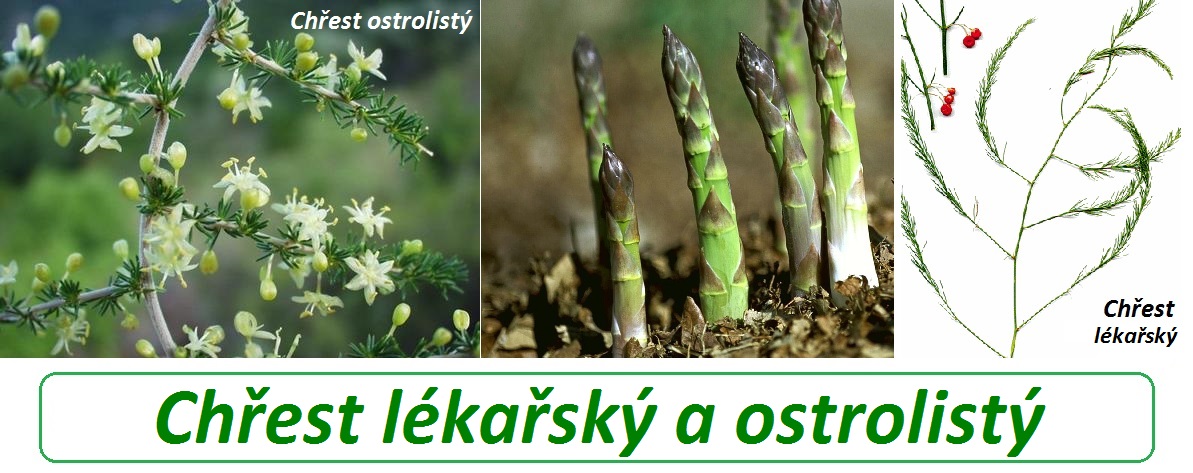 Chřest, asparágus - účinky na zdraví, co léčí, použití, užívání, využití, pěstování