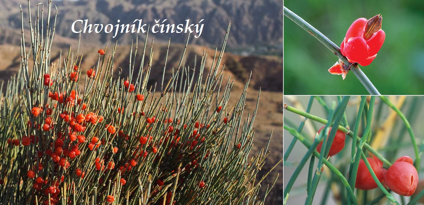 Chvojník čínský - účinky na zdraví, co léčí, použití, užívání, využití, dávkování, co sbíráme, pěstování 