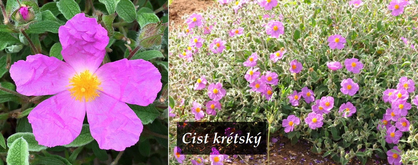 Cist šedavý a krétský - účinky na zdraví, co léčí, použití, užívání, využití