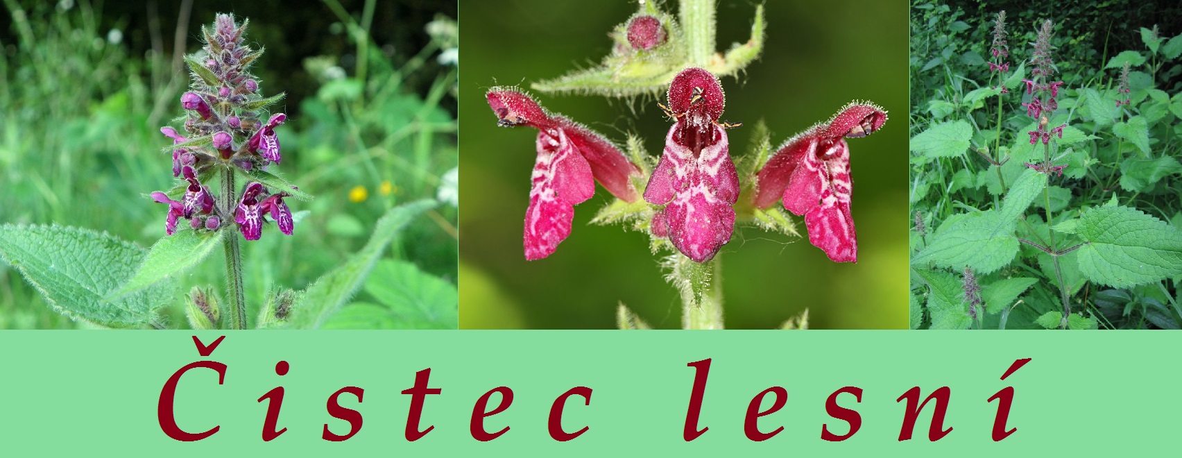 Čistec lesní - účinky na zdraví, co léčí, použití, využití, užívání