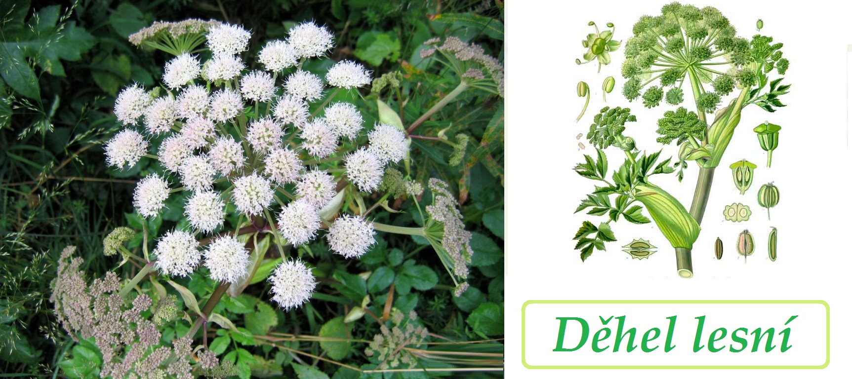 Andělika, děhel - účinky, co léčí, použití, užívání, využití pro zdraví