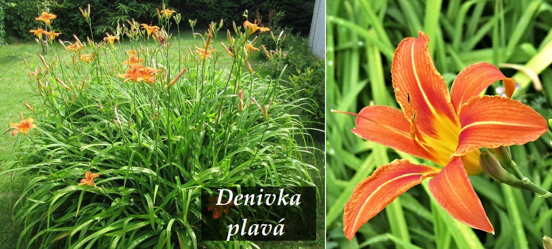 Denivka plavá - účinky na zdraví, co léčí, použití, užívání, využití, pěstování, kulinářské recepty