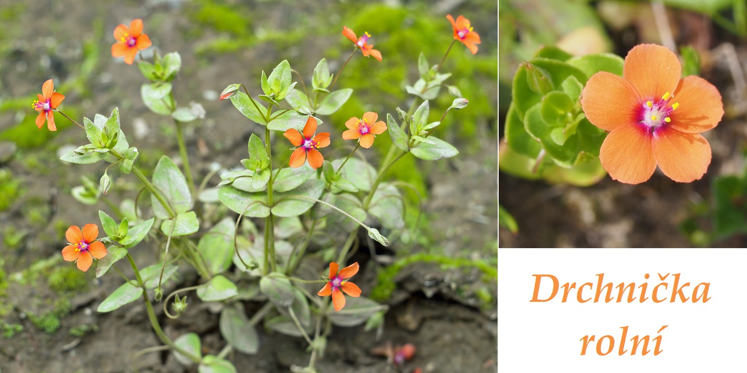 Drchnička rolní - účinky na zdraví, co léčí, použití, užívání, využití, pěstování