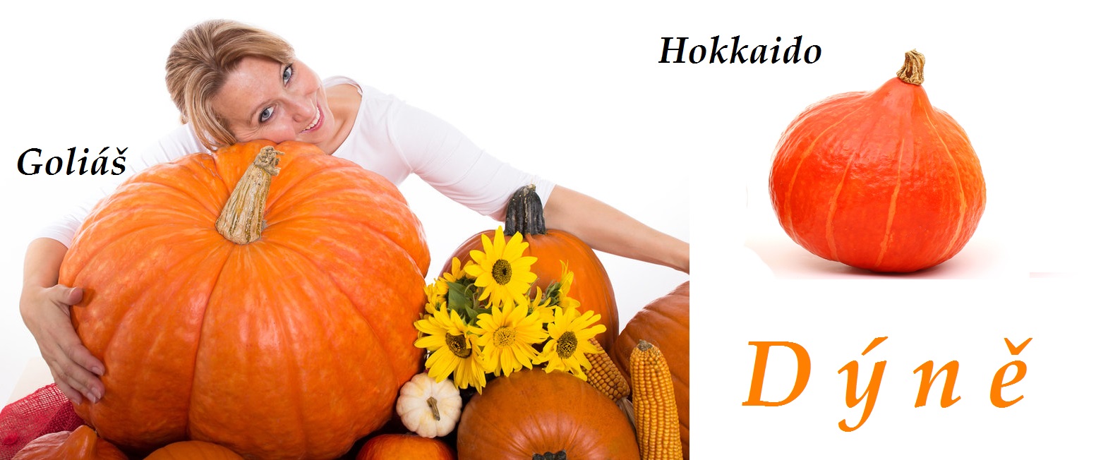 Dýně, tykev - účinky na zdraví, co léčí, použití, užívání, využití, pěstování, škůdci a nemoci dýní