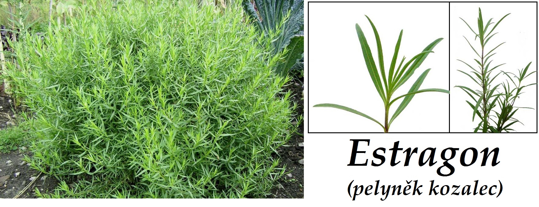 Estragon (pelyněk kozalec) - účinky na zdraví, co léčí, použití, užívání, využití