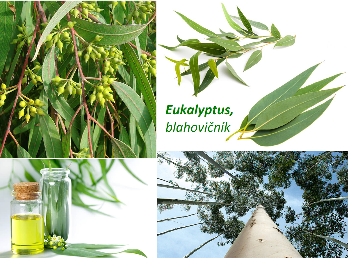Eukalyptus, blahovičník - účinky na zdraví, co léčí, použití, užívání, využití, pěstování, zajímavosti