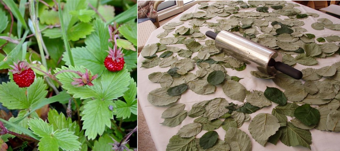 Fermentace listů jahody, jahodníku, maliny, maliníku, ostružiny, ostružiníku, černého rybízu - postup, návod