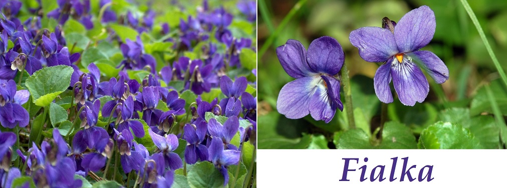 Fialka, violka, maceška - účinky na zdraví, co léčí, použití, užívání, využití, rozmnožování