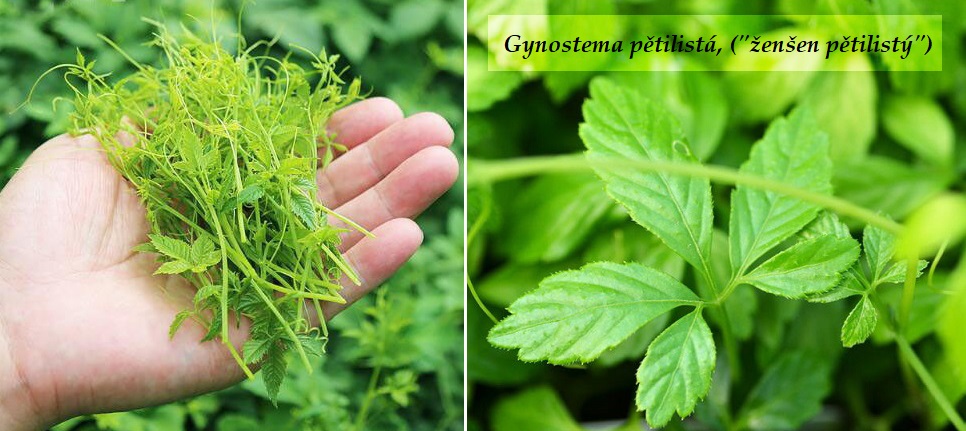Gynostema pětilistá, "ženšen pětilistý" - účinky na zdraví, co léčí, použití, užívání, využití, pěstování