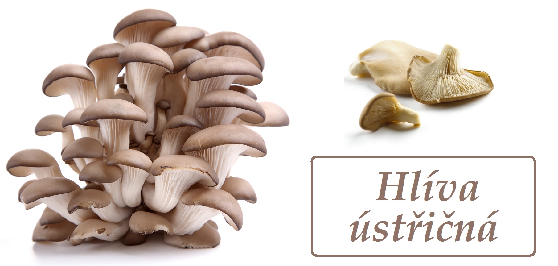 Hlíva ústřičná - účinky na zdraví, použití, užívání, využití, co léčí, pěstování