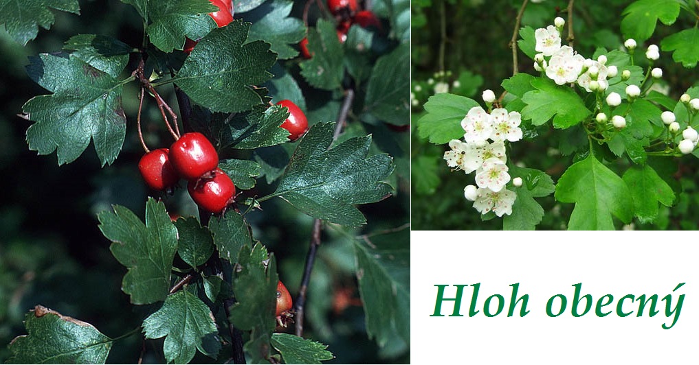 Hloh - účinky na zdraví, co léčí, použití, užívání, využití