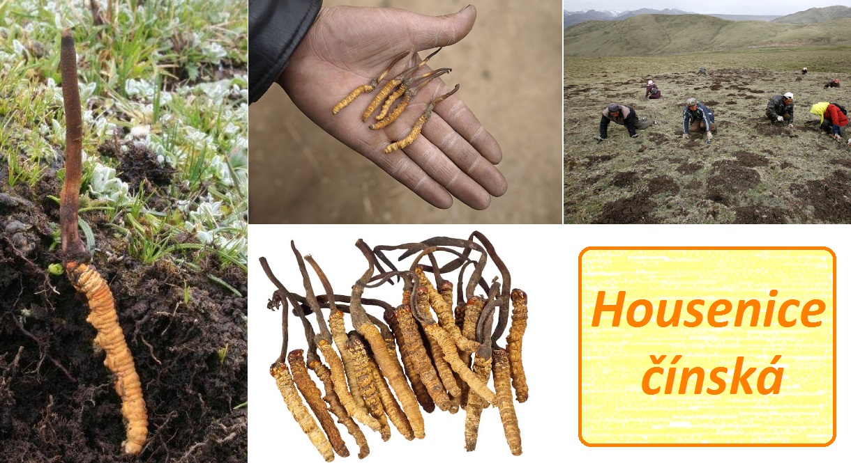 Housenice čínská - účinky na zdraví, co léčí, použití, užívání, využití, pěstování