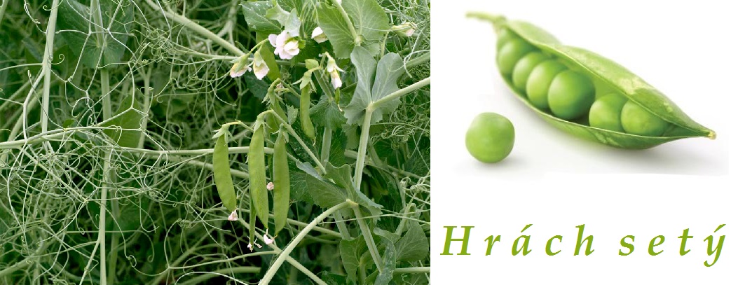 Hrách, hrášek - účinky na zdraví, co léčí, použití, užívání, využití, pěstování, škůdci a nemoci hrachu, hrášku