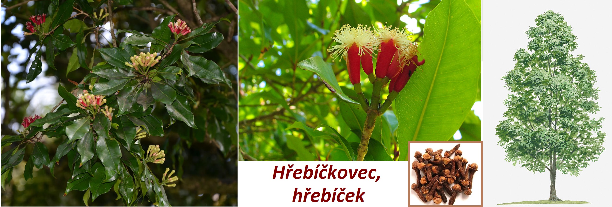 Hřebíček, hřebíčkovec -  účinky, co léčí, použití, užívání, využití pro zdraví, pěstování, dávkování