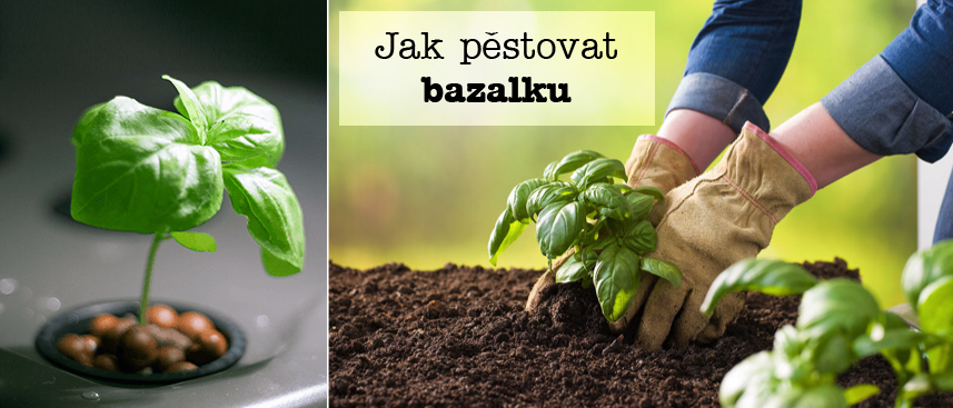 Jak pěstovat bazalku - postup, substrát, zálivka, světlo, hnojení, přezimování