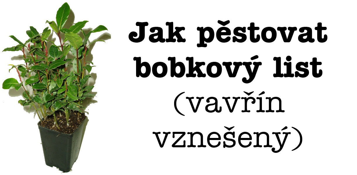 Jak pěstovat bobkový list, vavřín vznešený - rozmnožování, substrát, zálivka, přezimování