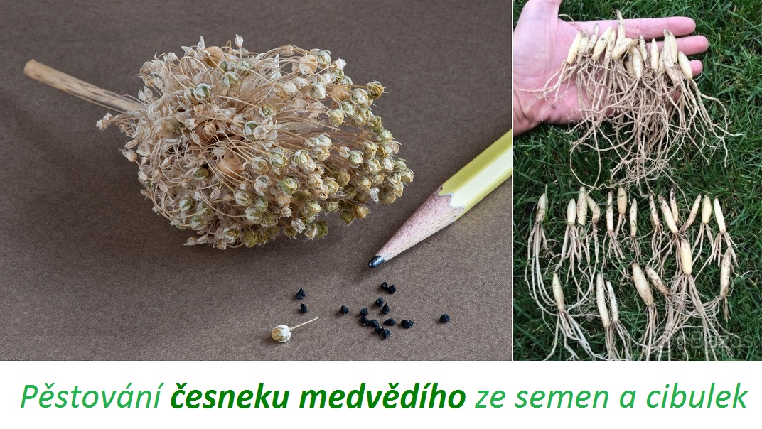 Jak pěstovat česnek medvědí z cibulek nebo semínek doma na zahrádce, balkoně - postup, návod, co má rád a co ne?