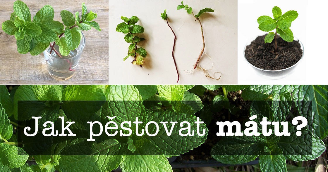 Jak pěstovat a rozmnožovat mátu řízkováním, odkopkem a ze semínka - postup, substrát, zálivka, světlo, hnojení, přezimování