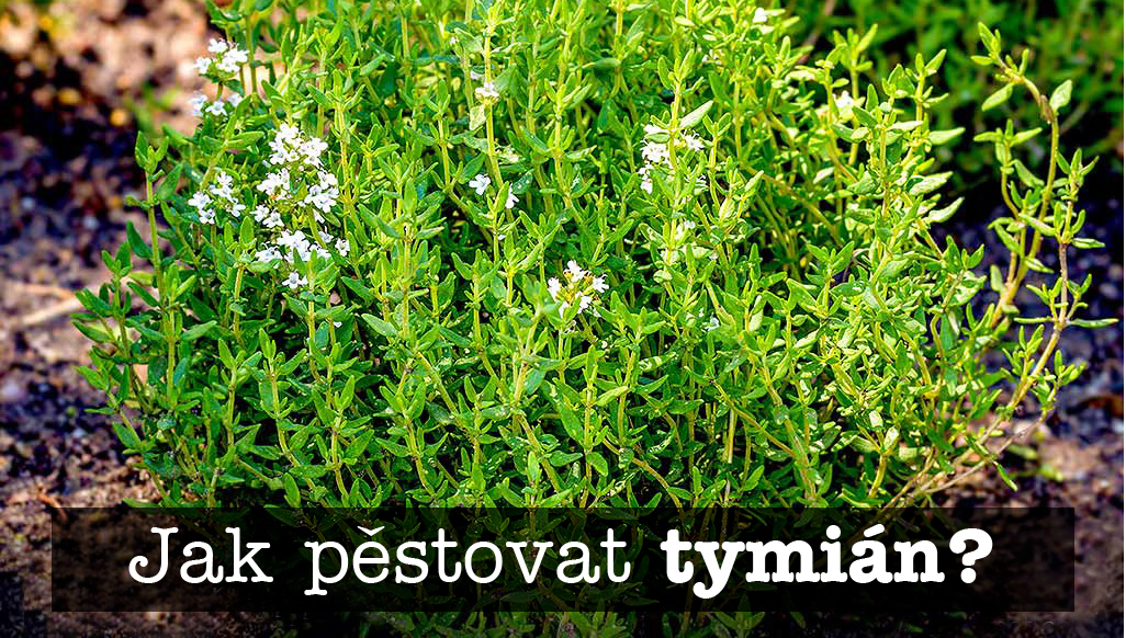 Jak pěstovat tymián - postup, substrát, zálivka, světlo, hnojení, přezimování