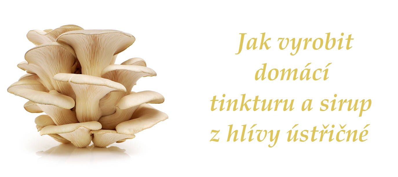 Hlívová tinktura, domácí hlívový sirup a kaše z hlívy - recepty, postup výroby bez zničení beta-glukanu teplem a kovem