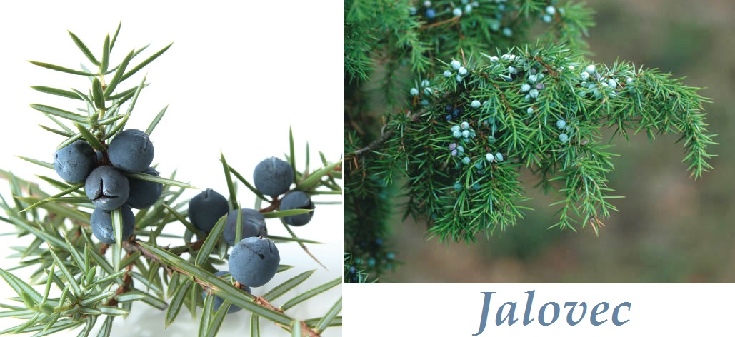 Jalovec - účinky na zdraví, co léčí, použití, užívání, využití